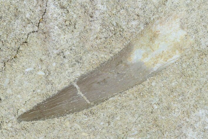 Fossil Plesiosaur (Zarafasaura) Tooth In Rock - Morocco #102077
